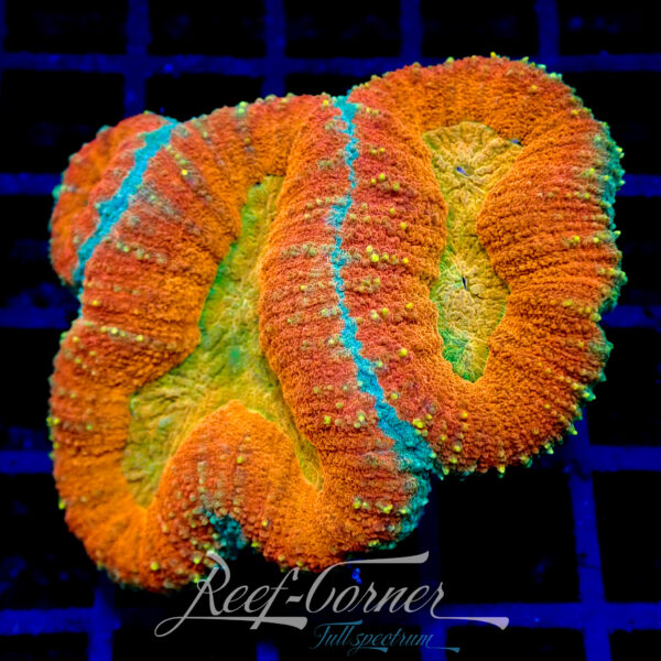 Lobophyllia ***Ultra colour***