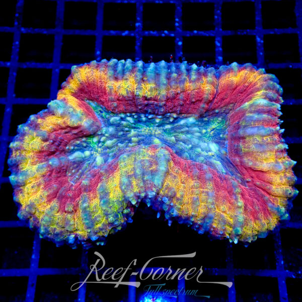 Lobophyllia ***Ultra colour***