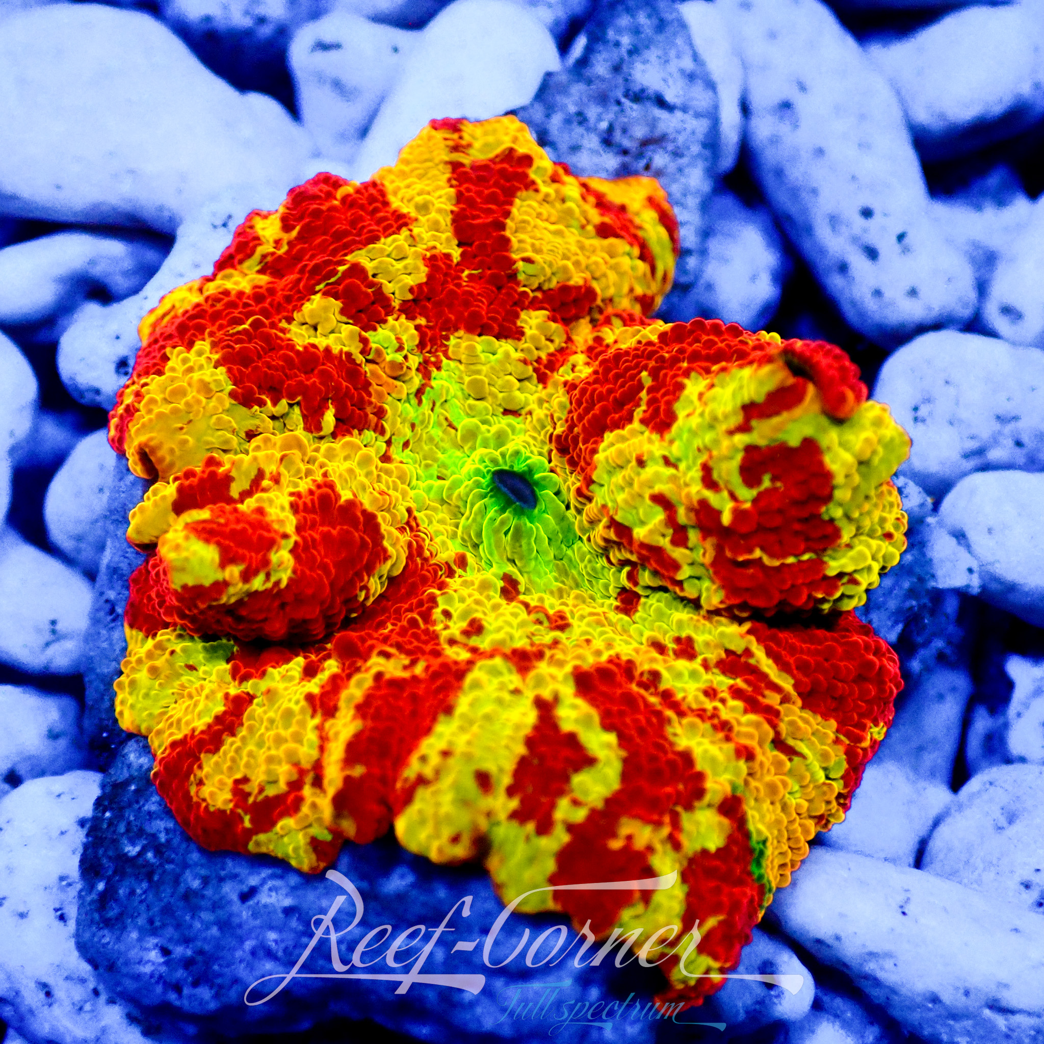 Eclectus Jawbreaker discosoma ***Mastergrade*** | Reef Corner