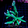 Acropora sp. ***Maricultured***