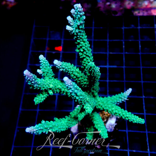 Acropora sp. ***Maricultured***