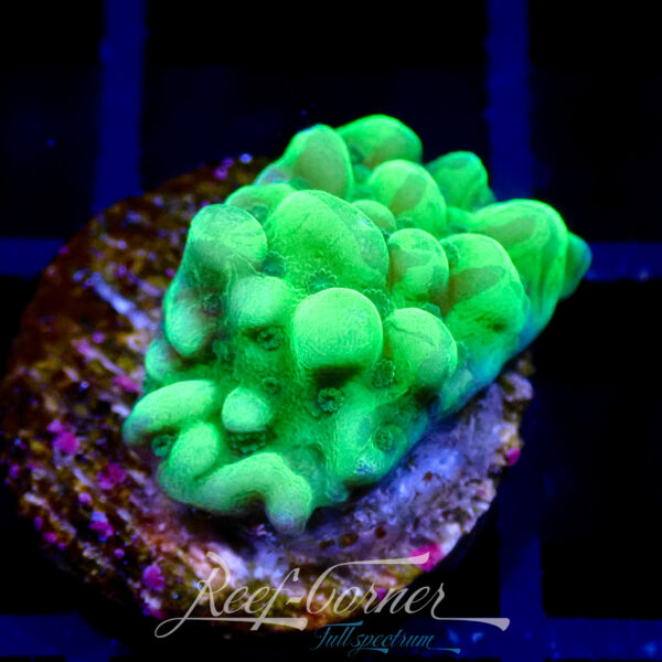 Apple berry montipora palawanensis