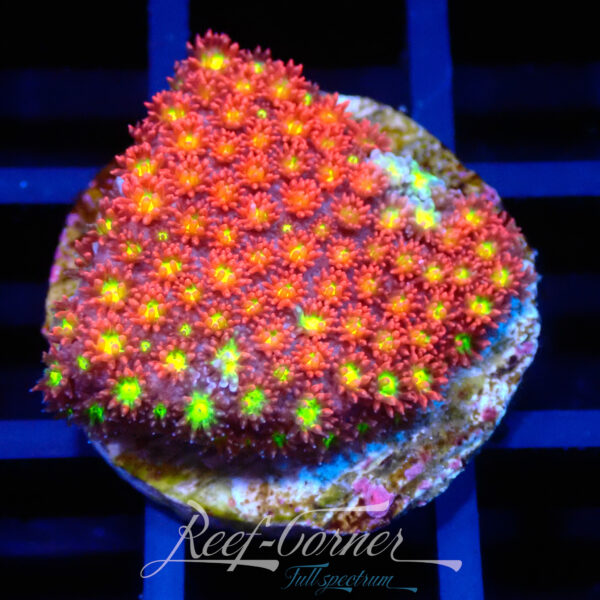 Sunburst micro goniopora