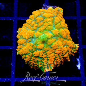 RC orange rainbow rhodactis
