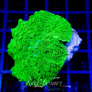 Neon green rhodactis