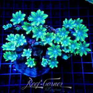 Clavularia multicolour **Maricultured**