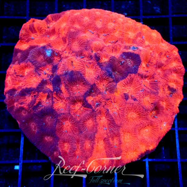 RC Red Ruby favia **Maricultured**