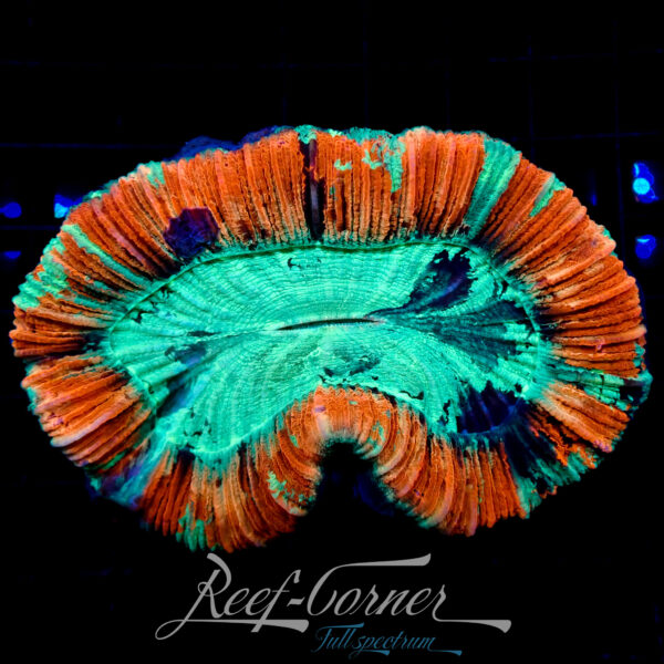 Trachyphyllia Multicolour