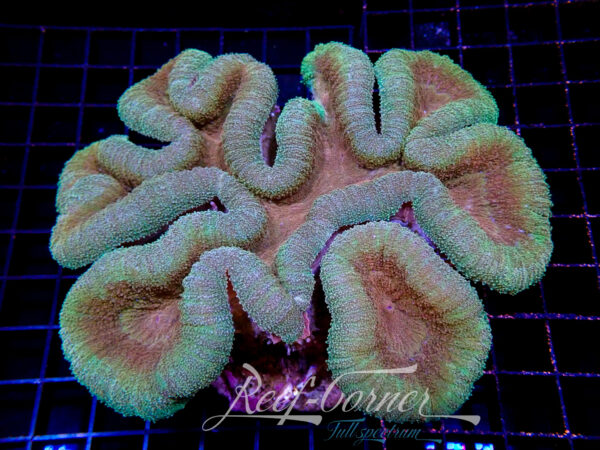 Symphyllia Multicolour XL