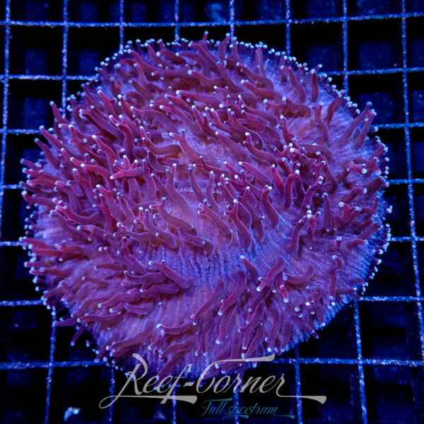 Purple Fungia L