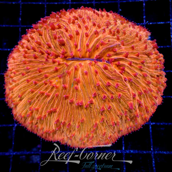 Orange Red tip fungia XL ***Rare***