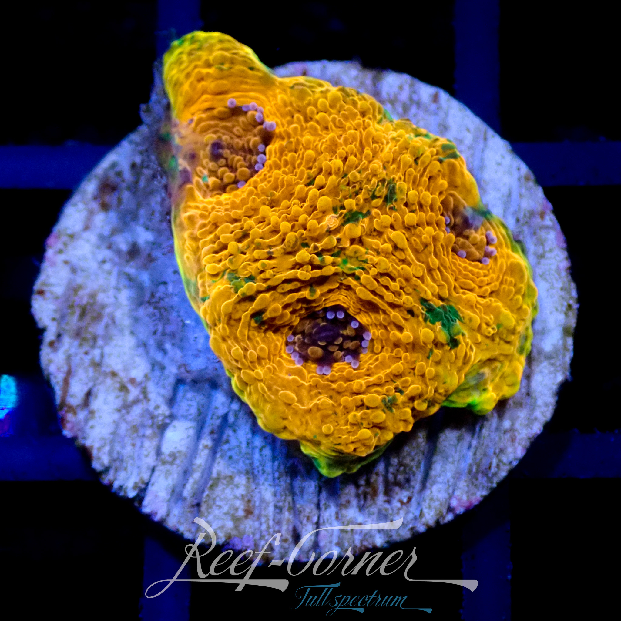 WWC Ahhhmazing echinata | Reef Corner