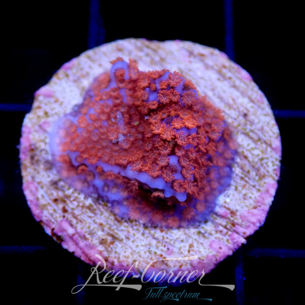 Montipora superman