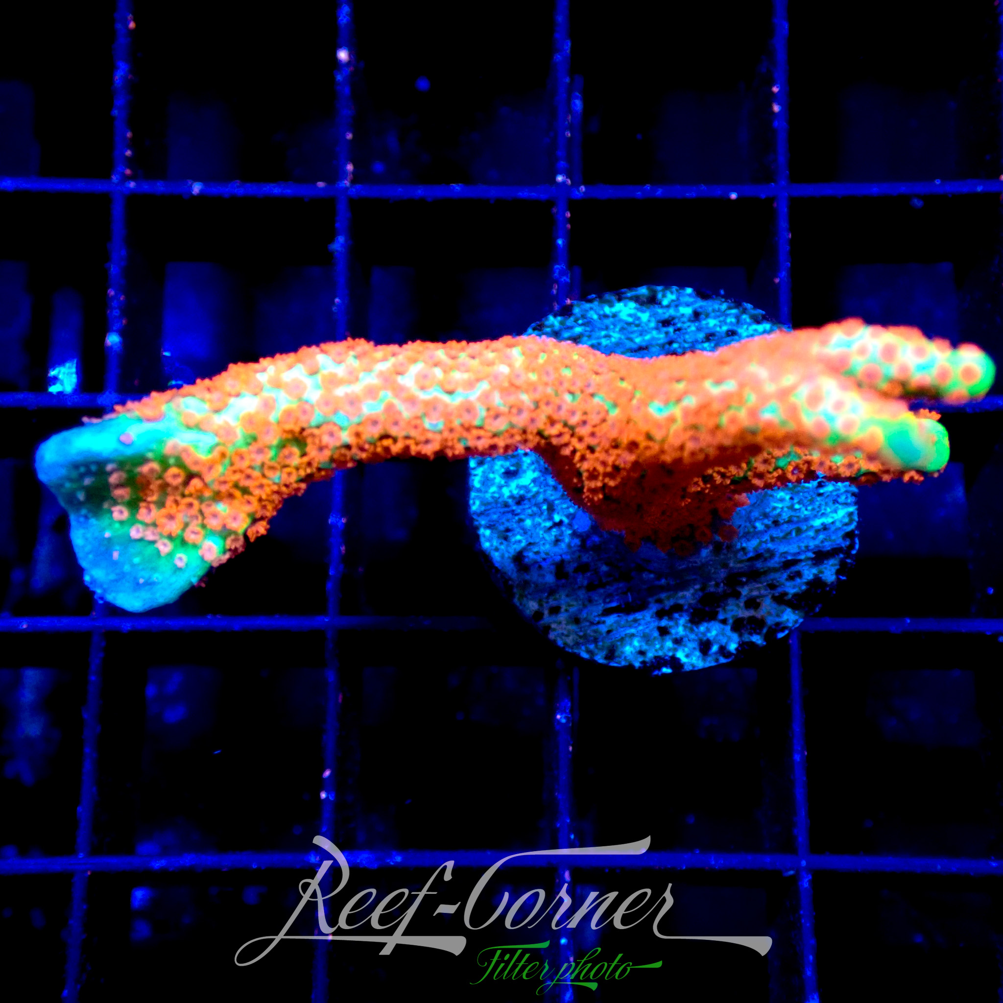 Bubble gum Digitata montipora | Reef Corner