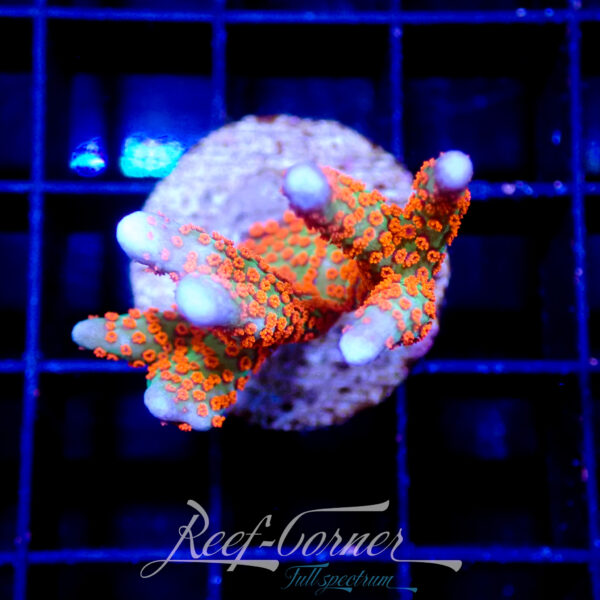 Bubble gum Digitata montipora