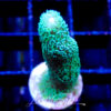 Mint green Montipora digitata