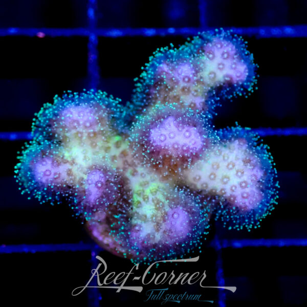 Poccilopora multicolour
