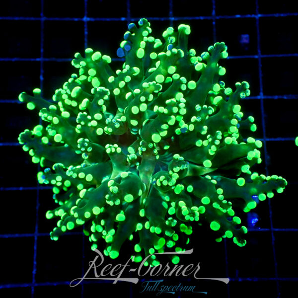 Paradivisa green tip Euphyllia