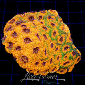 Ultra rainbow acanthastrea echinata XL ***Toxic orange***