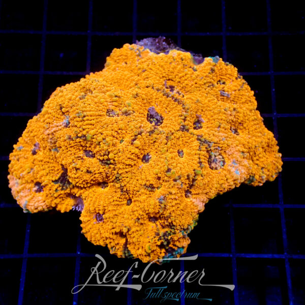 Ultra rainbow acanthastrea echinata XL ***Toxic orange***