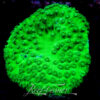 Tubinaria toxic Green +- 15cm