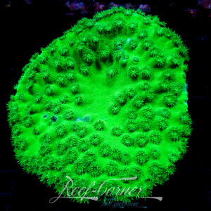 Tubinaria toxic Green +- 15cm