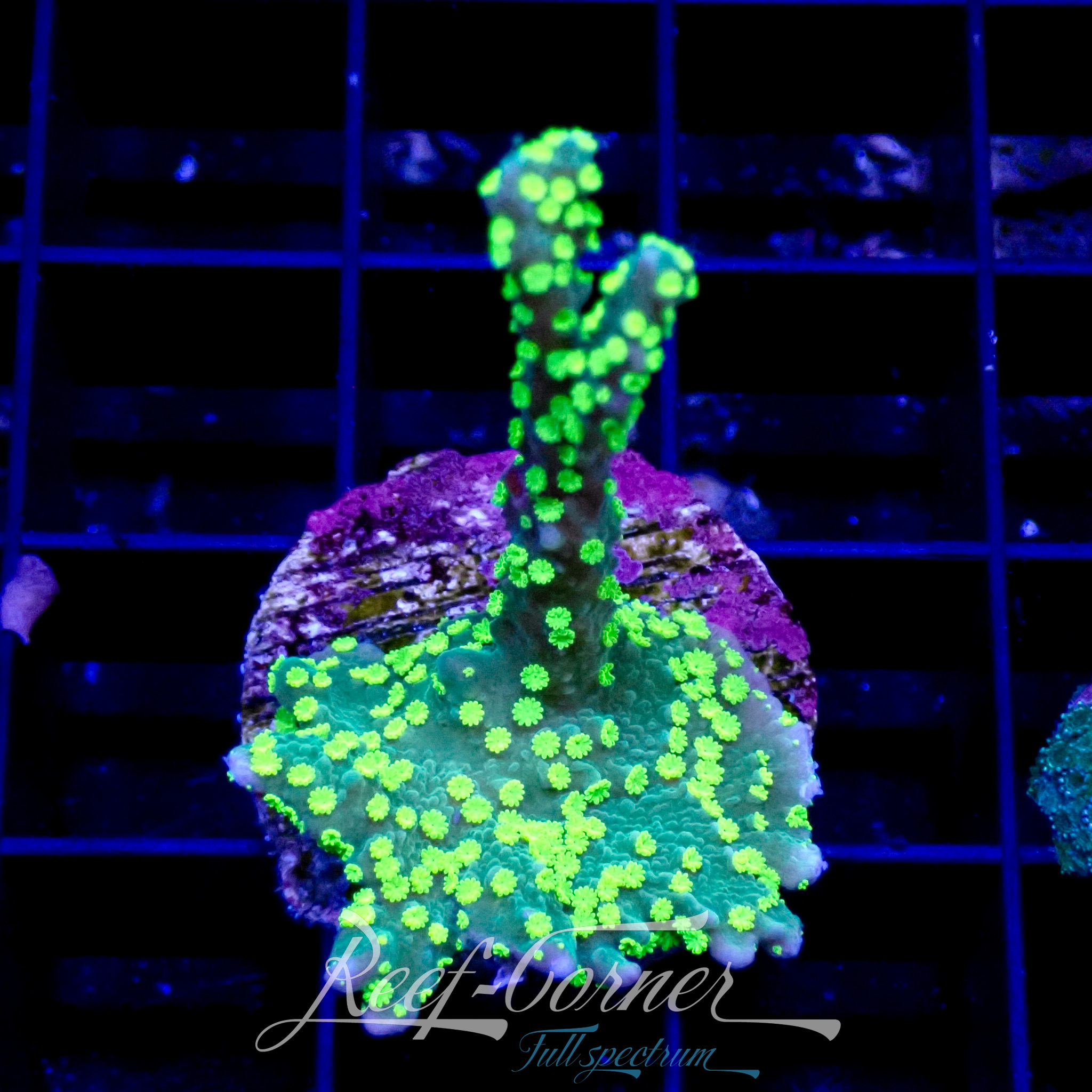 Montipora Hispida the Hulk Ultra | Reef Corner