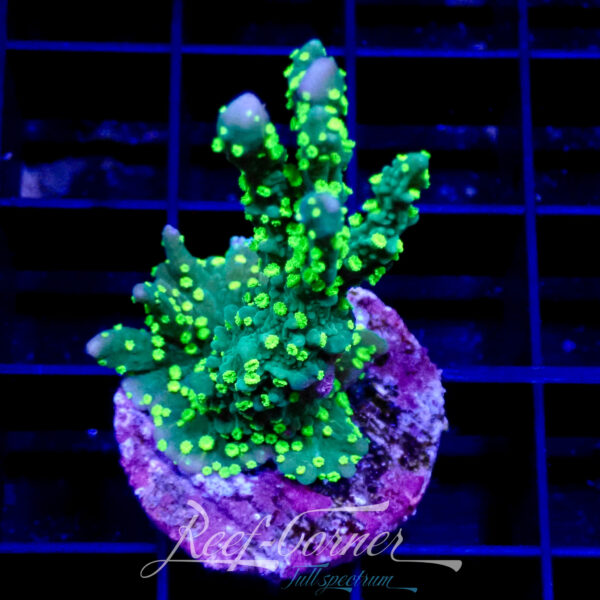 Montipora Hispida the Hulk Ultra