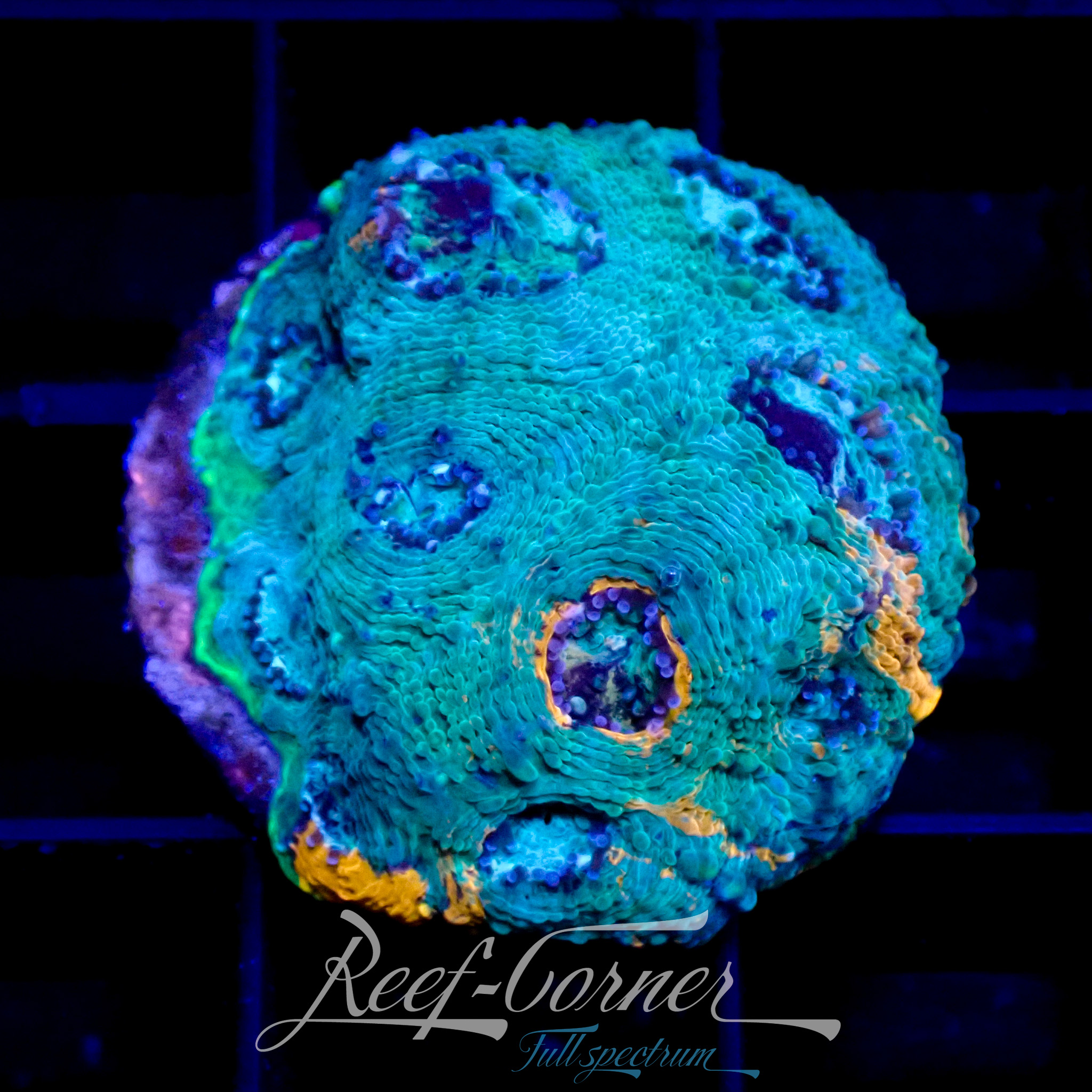 WWC Ahhhmazing echinata | Reef Corner