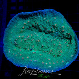 Echinopora Reef-tank Cultured