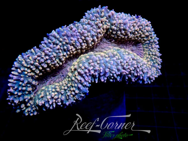 Lobophyllia specled red XL