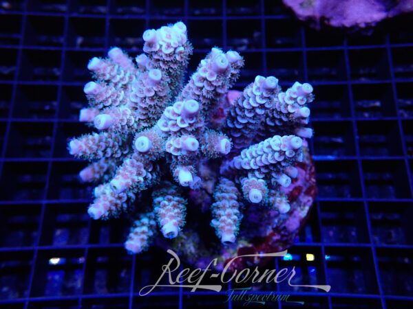 acropora tenuis sp.