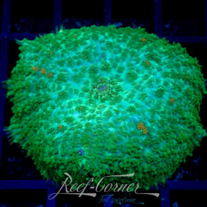 Green rhodactis Mushroom
