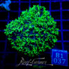 Rhodactis Hairy Mushroom Neon Green