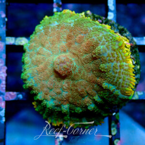 RCF Malibu green Rhodactis