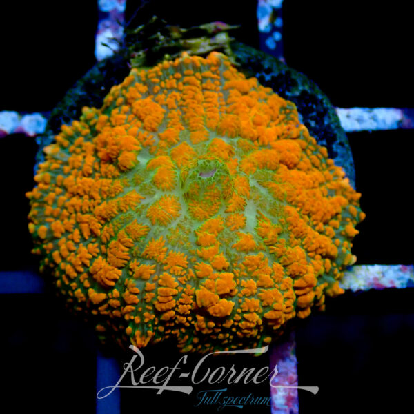 RCF orange rainbow rhodactis
