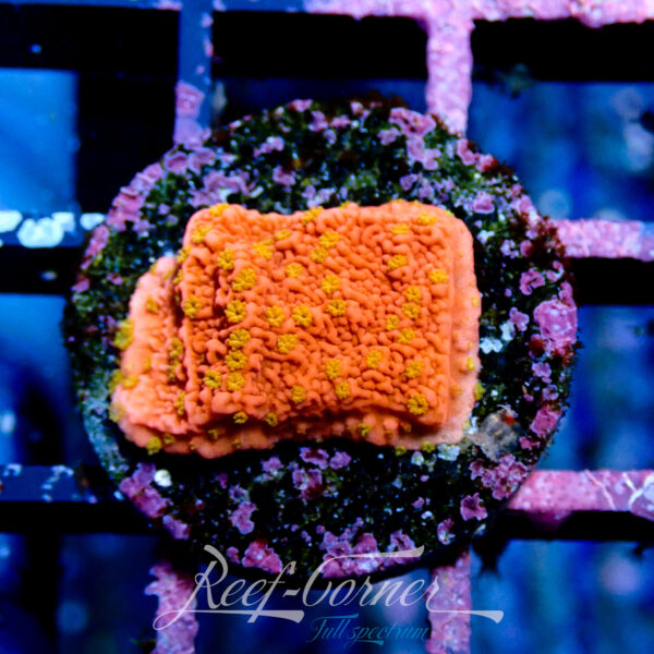 Reeftech Starburst Montipora Cap