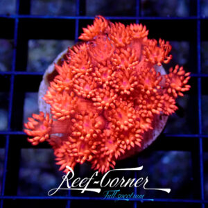 Ultra red massakar goniopora (Bright colour)