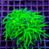 Euphyllia Glabrescens extreme Green
