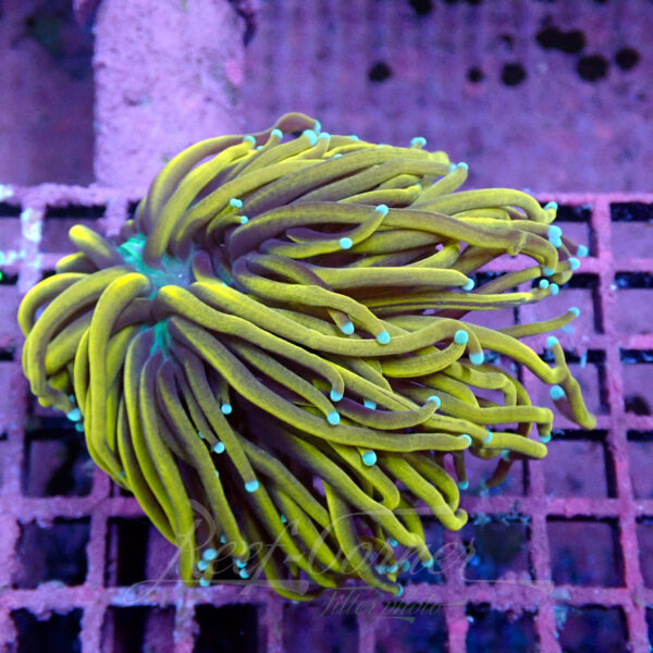 Euphyllia Glabrescens RCF Goldmeister (rare)