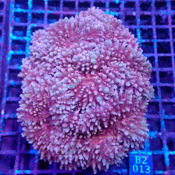 Lobophyllia Red L