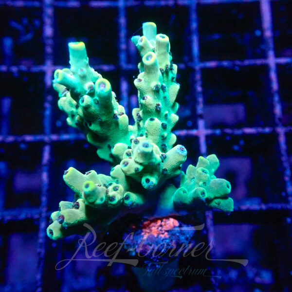 Acropora sp. Frag M