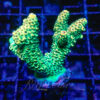 Acropora sp. Frag M