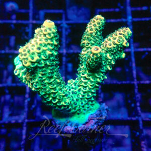 Acropora sp. Frag M