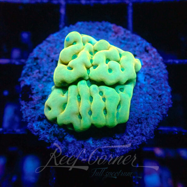 Kung pao Montipora Palawenensis