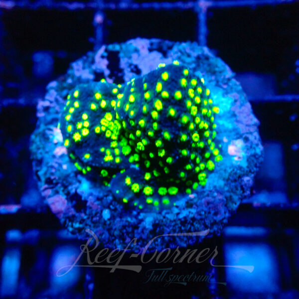 Montipora choclate chip