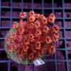 Goniopora red