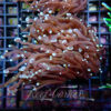 Euphyllia Glabrescens indo gold