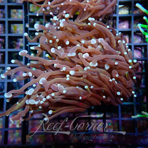 Euphyllia Glabrescens indo gold