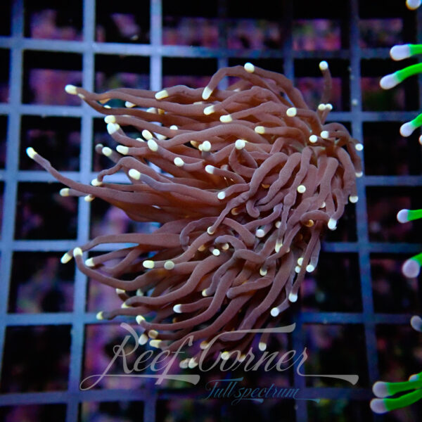 Euphyllia Glabrescens Black torch